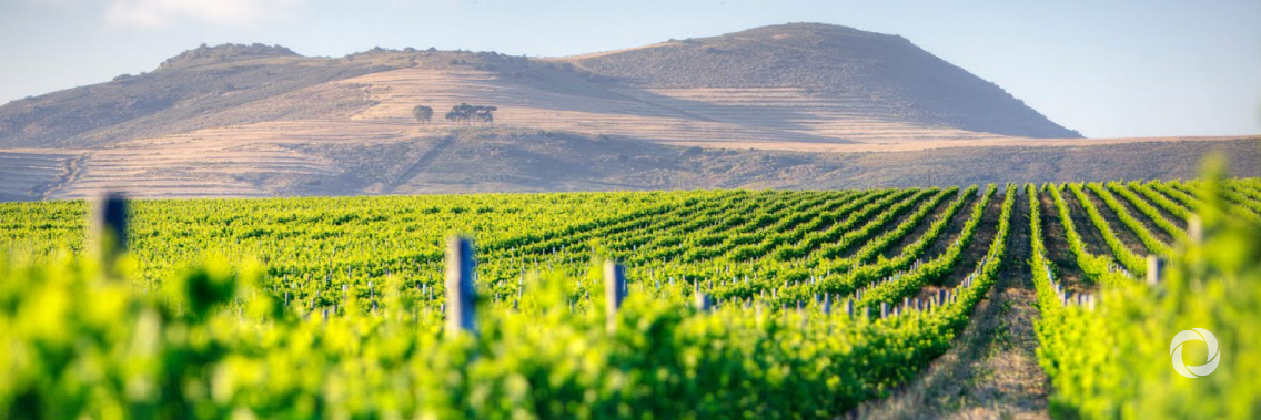 Dutch government and Rabobank announce anchor investments in AGRI3 Fund