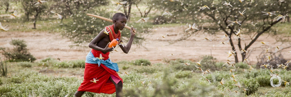 Act now to prevent Desert Locust catastrophe in Horn of Africa: UN agencies