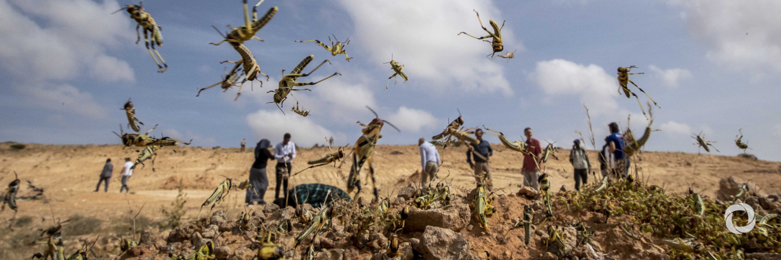 FAO Director-General says greater action needed to avert a humanitarian crisis as Desert Locust spreads