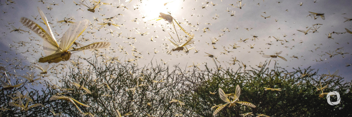 Bill and Melinda Gates Foundation commits $10 million to support global response on East Africa Locust invasion Bill and Melinda Gates Foundation commits $10 million to support global response on East Africa Locust invasion
