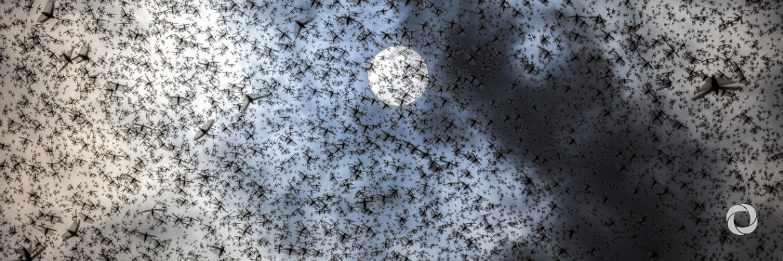 Locusts in East Africa: A race against time