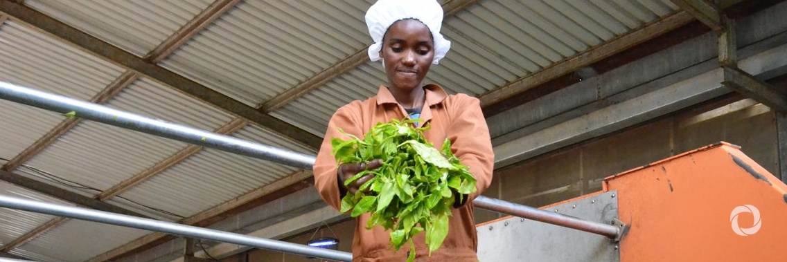 UN Women and Unilever team up in Tanzanian tea plantations to create safer communities for women
