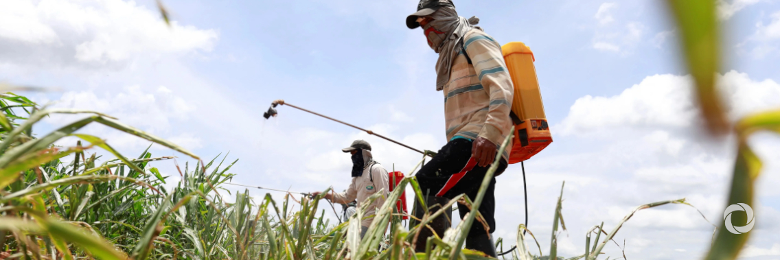 FAO advances Global Action to control the spread and damage of a crop-eating pest affecting millions of livelihoods FAO advances Global Action to control the spread and damage of a crop-eating pest affecting millions of livelihoods