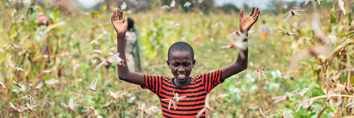 Stop locusts in East Africa now or pay much more to help people later - WFP Stop locusts in East Africa now or pay much more to help people later - WFP