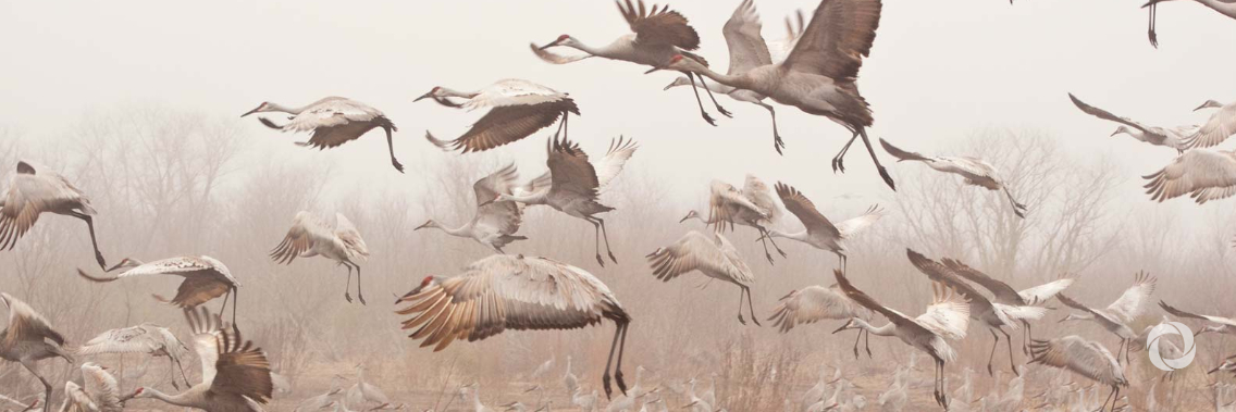 Big international gathering will home in on migratory species