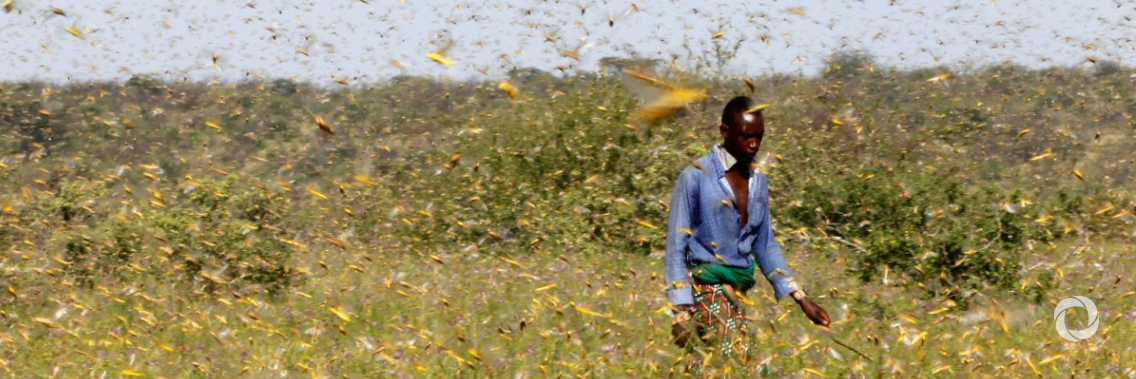 United States announces $8 million to locust control operations in East Africa United States announces $8 million to locust control operations in East Africa