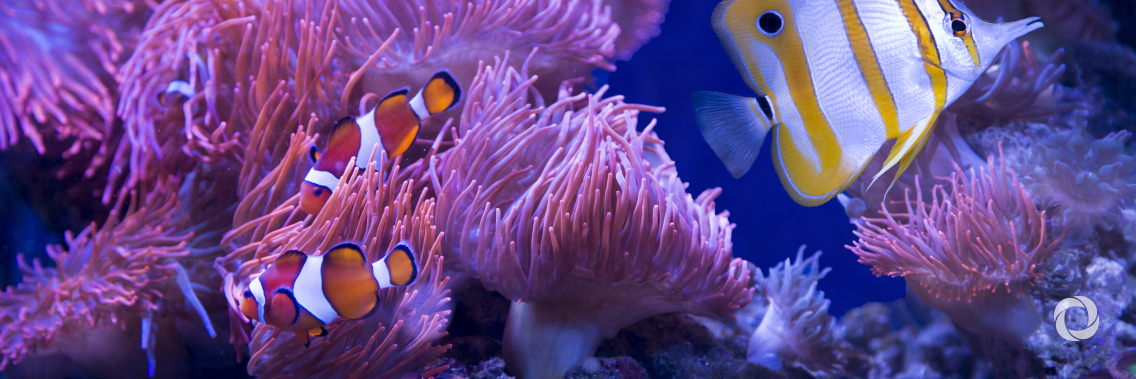 2020: the year for action, to ‘rise up’ and safeguard ocean life 2020: the year for action, to ‘rise up’ and safeguard ocean life