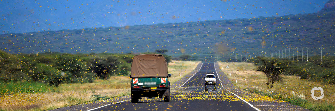 EU mobilises €10 million more to respond to severe Desert Locust outbreak in East Africa EU mobilises €10 million more to respond to severe Desert Locust outbreak in East Africa