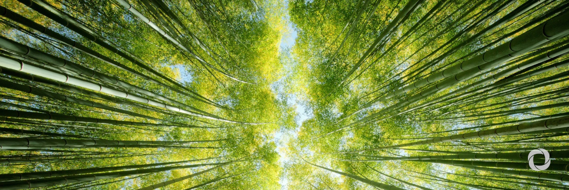 Additional World Bank financing for sustainable forest management in Lao PDR