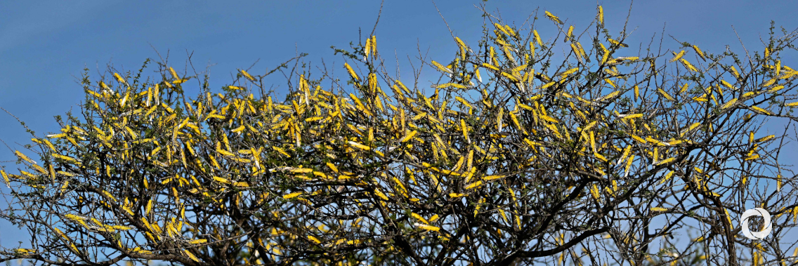 FAO welcomes €17 million contribution from Germany to combat the impact of the Desert Locust upsurge in East Africa FAO welcomes €17 million contribution from Germany to combat the impact of the Desert Locust upsurge in East Africa