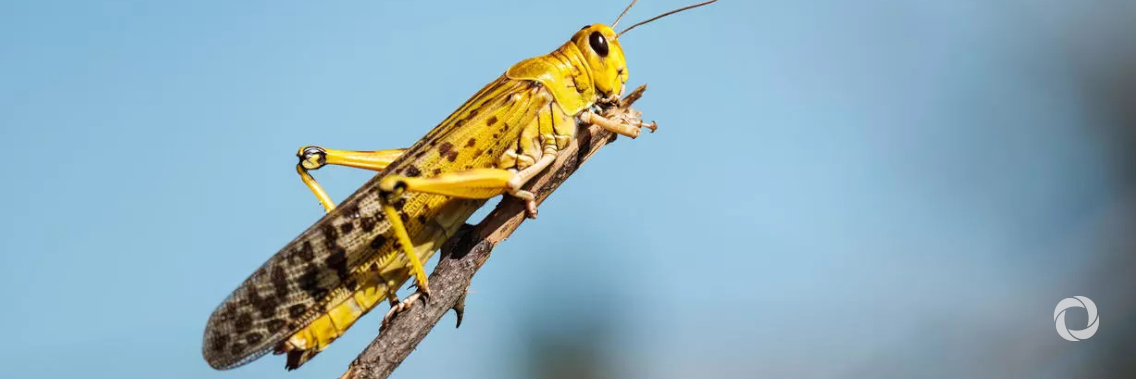 UN fast tracks $10 million loan to help scale up FAO action to fight Desert Locusts