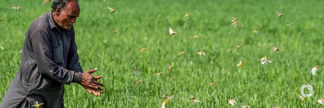 The Republic of Korea donates funds to help Pakistan combat locust outbreak