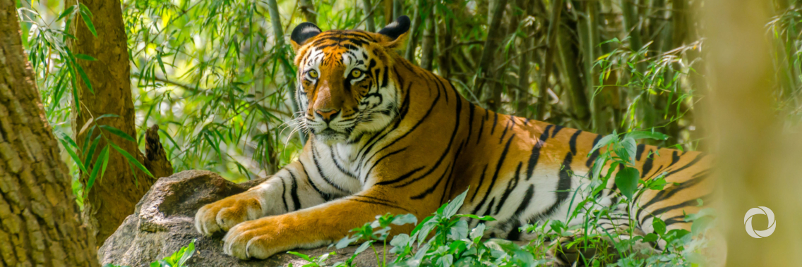 World Wildlife Day: UN chief urges ‘more caring’ relationship with nature World Wildlife Day: UN chief urges ‘more caring’ relationship with nature