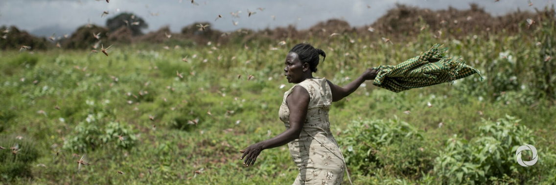 FAO continues to fight Desert Locust upsurge in East Africa and Yemen despite COVID-19 constraints