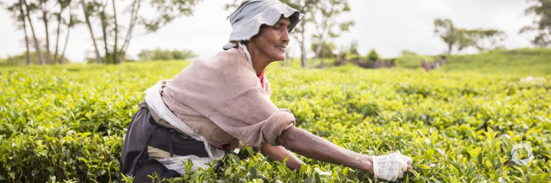 Commonwealth support secures grant to help Mauritian farmers adapt to changing climate Commonwealth support secures grant to help Mauritian farmers adapt to changing climate