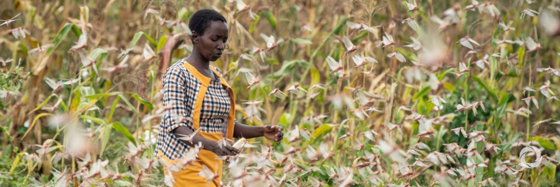 African Development Bank approves $1.5 million emergency grant to curb desert locusts ravaging East and Horn of Africa African Development Bank approves $1.5 million emergency grant to curb desert locusts ravaging East and Horn of Africa