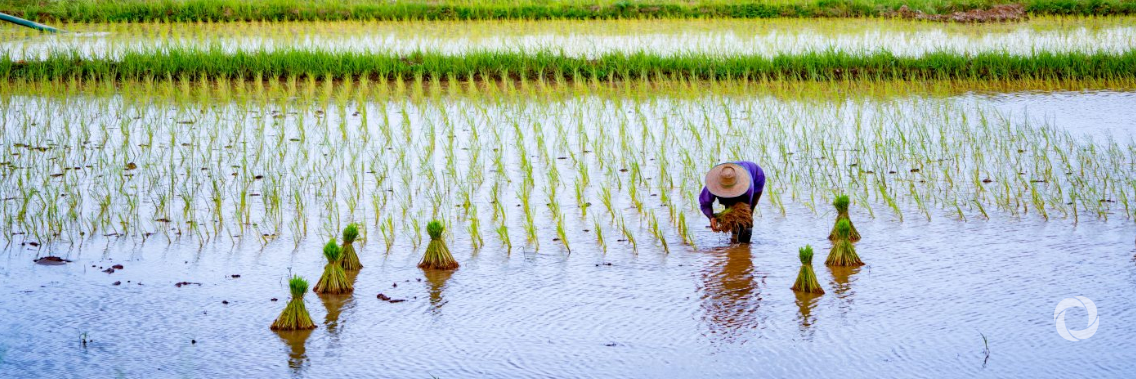 New World Bank project to bolster climate action in South Asia New World Bank project to bolster climate action in South Asia