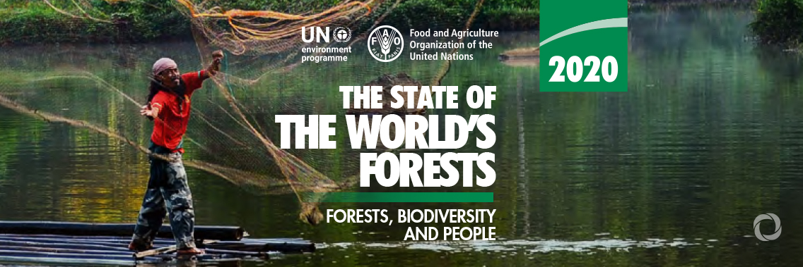 As the world’s forests continue to shrink, urgent action is needed to safeguard their biodiversity As the world’s forests continue to shrink, urgent action is needed to safeguard their biodiversity