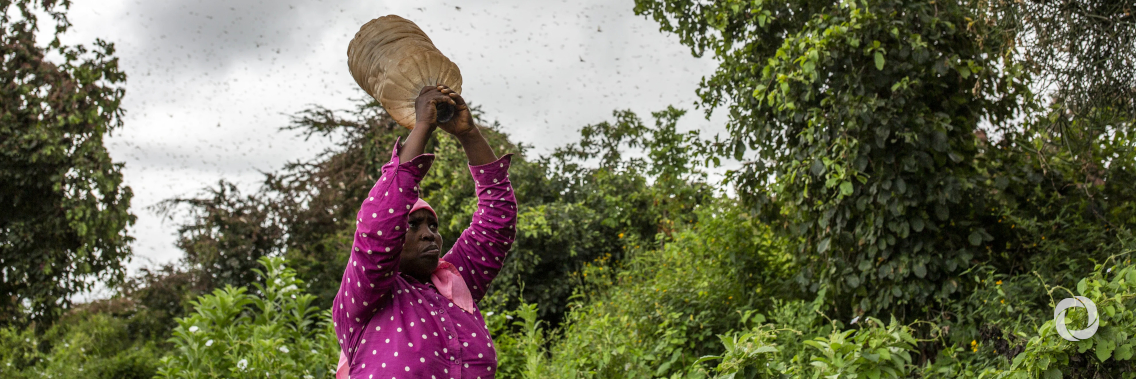 FAO raised its locust appeal to $311.6 million. FAO raised its locust appeal to $311.6 million.