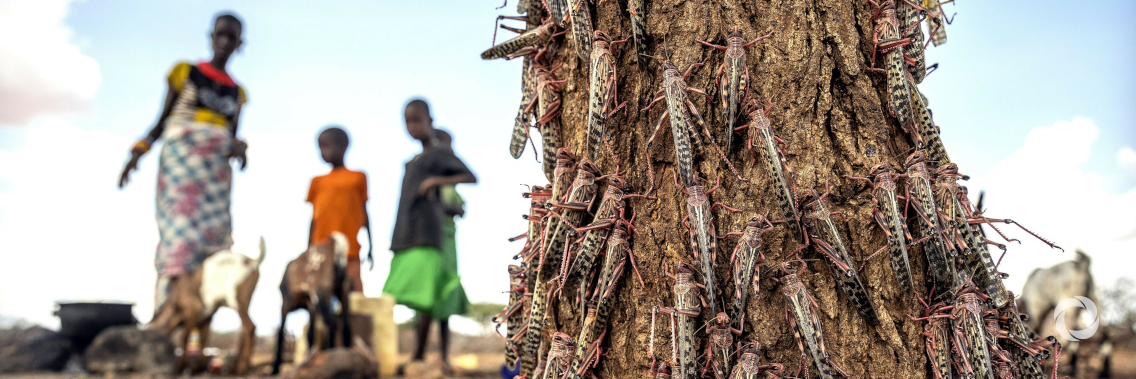 New swarms of locusts threaten to increase hunger in East Africa reeling from floods and coronavirus New swarms of locusts threaten to increase hunger in East Africa reeling from floods and coronavirus