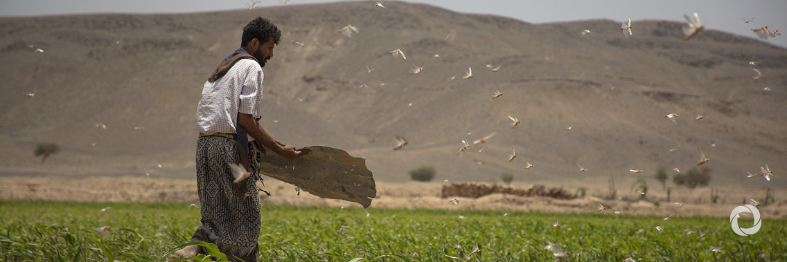 FAO Director-General appeals to donors to scale up response and ease plight of farmers and fishers in Yemen FAO Director-General appeals to donors to scale up response and ease plight of farmers and fishers in Yemen