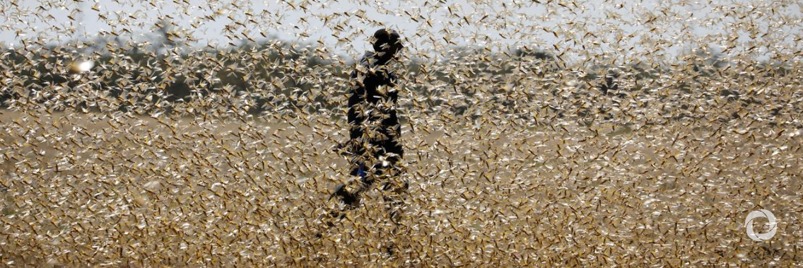 US$25 million to help Yemen fight locusts, preserve food security, and protect livelihoods US$25 million to help Yemen fight locusts, preserve food security, and protect livelihoods