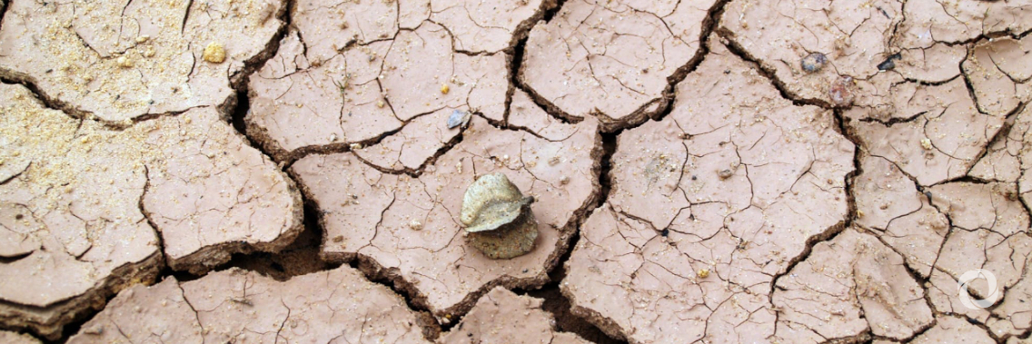 More than two billion hectares of once productive land is now degraded