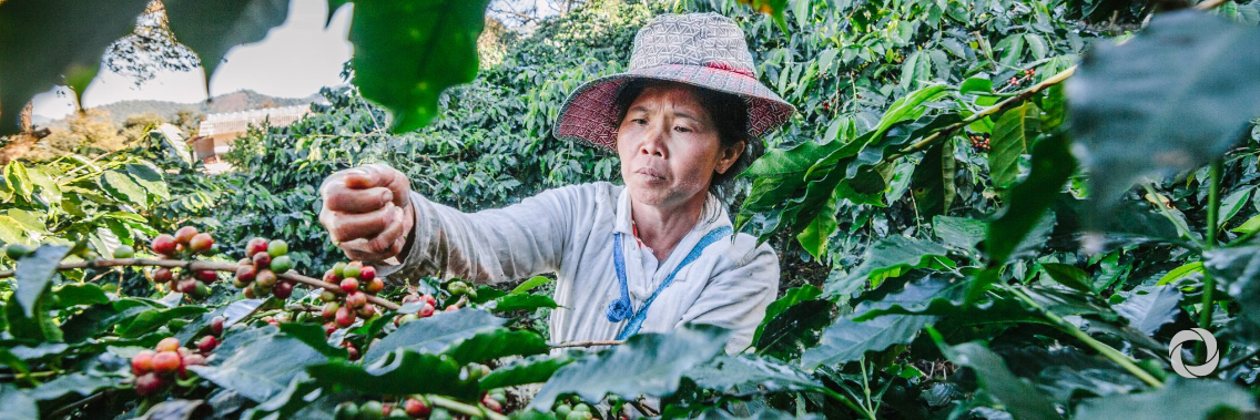 ADB, Timor-Leste sign $3 million grant agreement supporting coffee sector development ADB, Timor-Leste sign $3 million grant agreement supporting coffee sector development