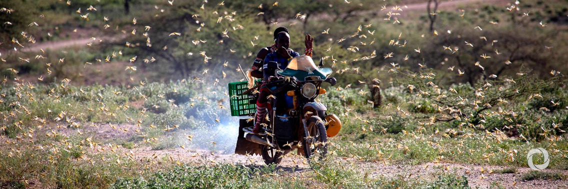 Desert locust threat continues