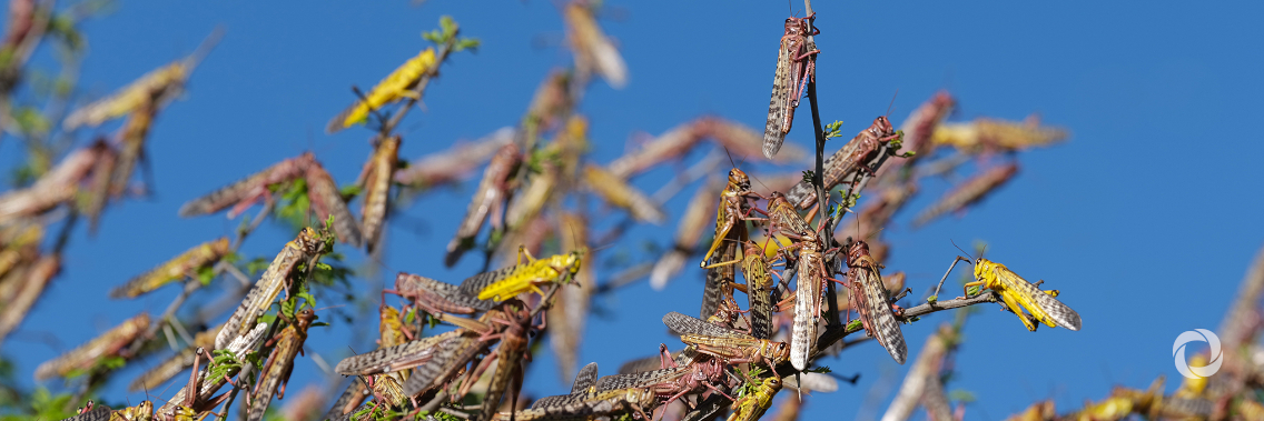 New UK support to tackle devastating locust swarms in Africa and Asia New UK support to tackle devastating locust swarms in Africa and Asia