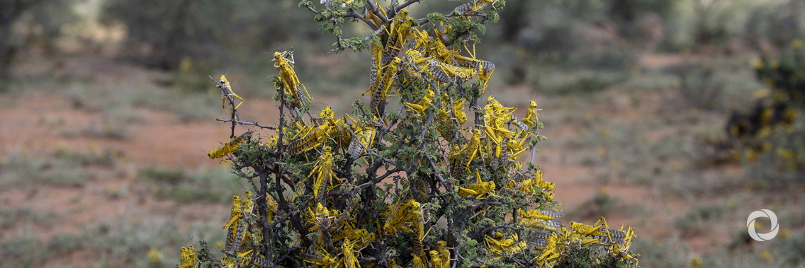 United Kingdom supports FAO's desert locust-fighting efforts with £ 17 million contribution United Kingdom supports FAO's desert locust-fighting efforts with £ 17 million contribution