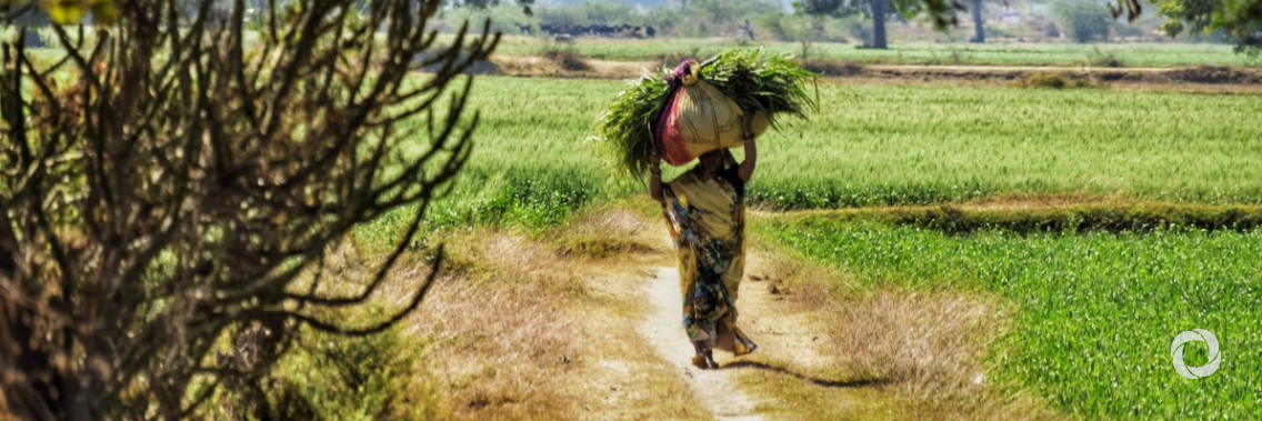African Development Bank enhances food security for nine million people in Niger