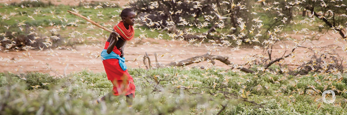 The European Union increases its support to fight the severe desert locust outbreak in East Africa The European Union increases its support to fight the severe desert locust outbreak in East Africa
