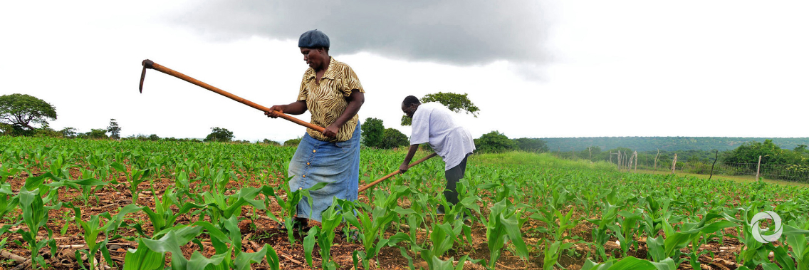 Germany contributes US$10 million to support smallholder farmers affected by climate change in Zambia Germany contributes US$10 million to support smallholder farmers affected by climate change in Zambia