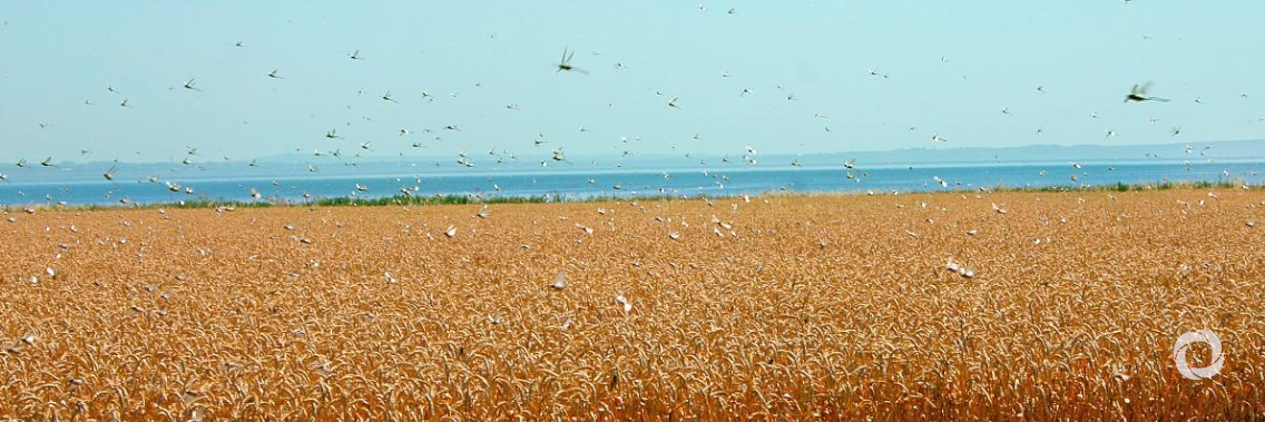 Pakistan invests $400 million to manage the locust outbreak and respond to school disruptions due to COVID-19