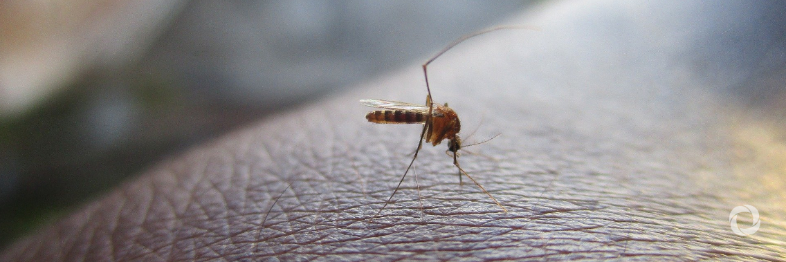 COVID-19 threatens plans to eliminate and control infectious diseases, PAHO Director says COVID-19 threatens plans to eliminate and control infectious diseases, PAHO Director says