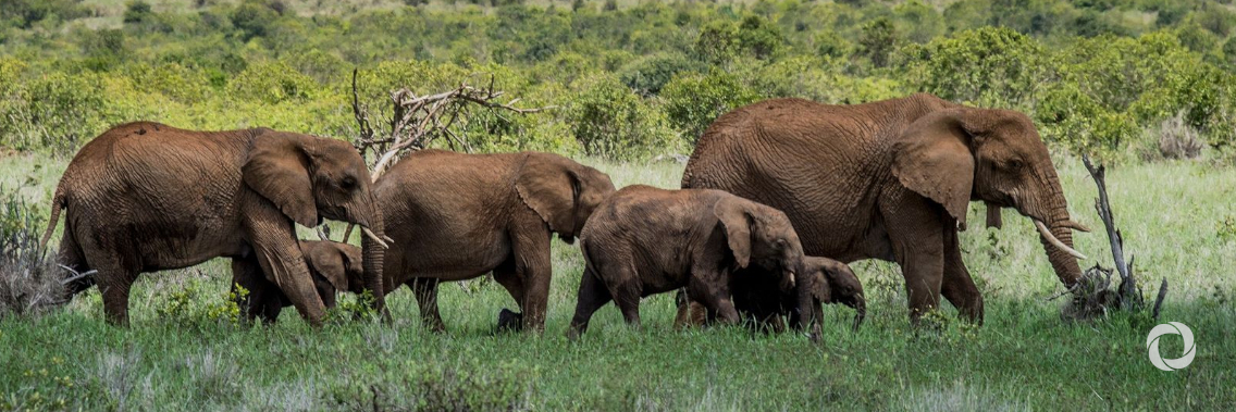 Six million Euros made available for conservation action to counter COVID-19 impact Six million Euros made available for conservation action to counter COVID-19 impact
