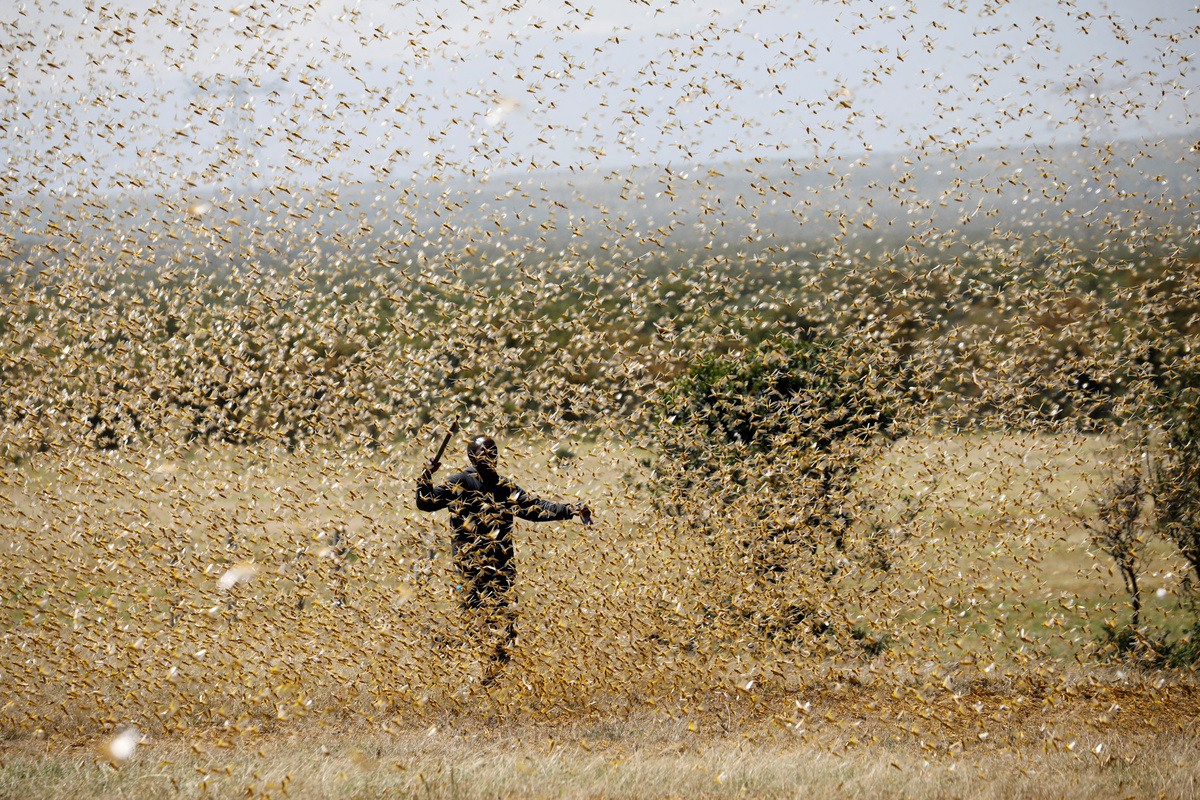 A swarm of desert locusts at a ranch in Kenya