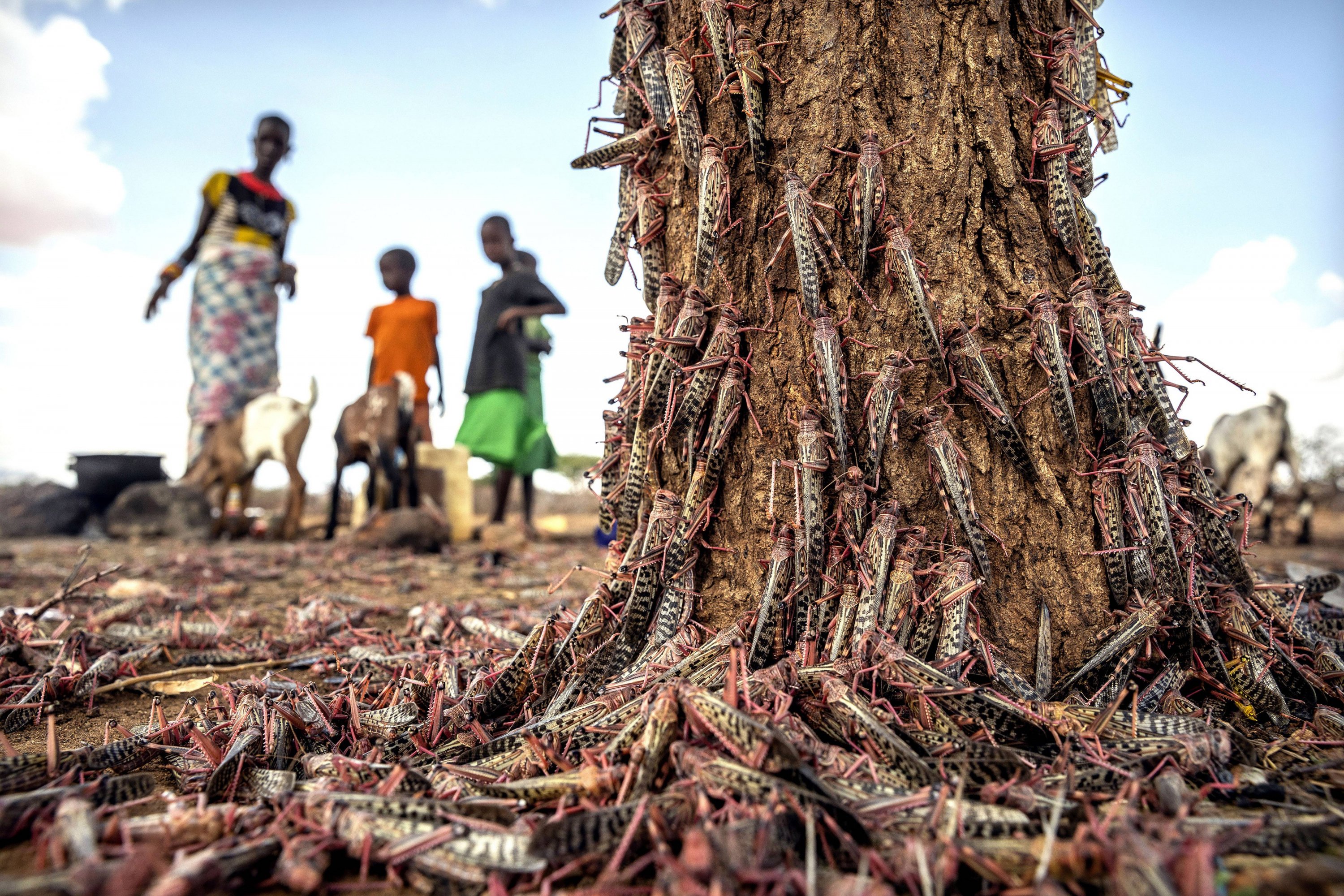 Desert locusts in Kipsing, Isiolo County, Kenya