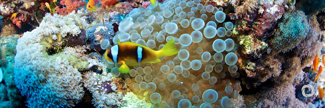 A new United Nations Multi-Partner Trust Fund for Coral Reefs A new United Nations Multi-Partner Trust Fund for Coral Reefs