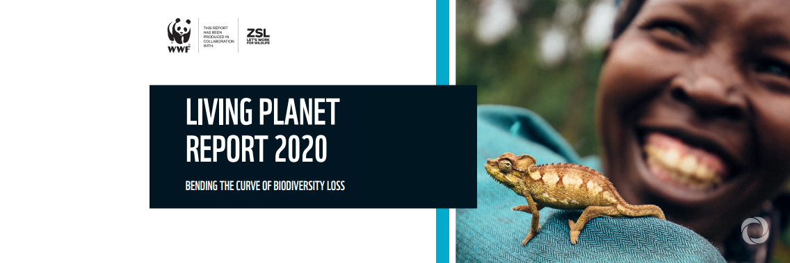 68% average decline in species population sizes since 1970, says new WWF report
