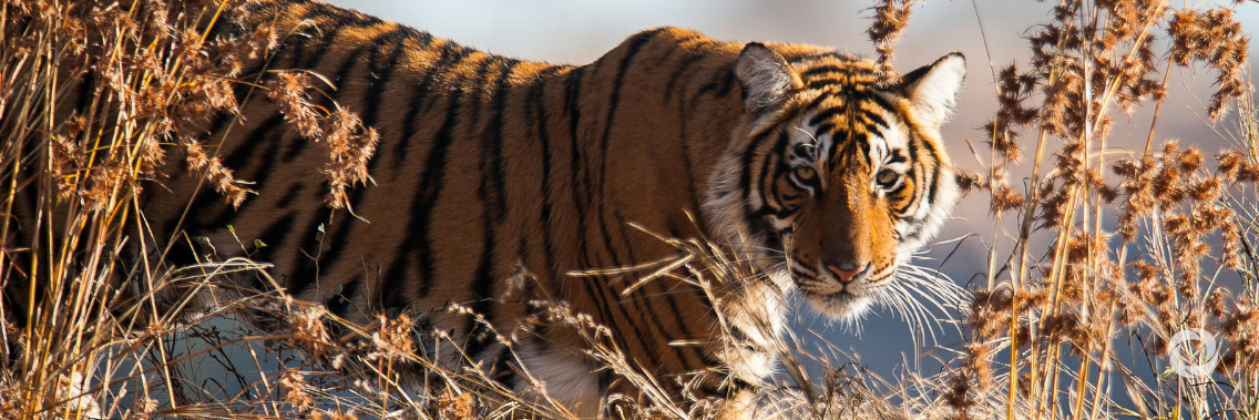 Ahead of biodiversity summit, UN officials discuss roadmap to preserve the natural world Ahead of biodiversity summit, UN officials discuss roadmap to preserve the natural world