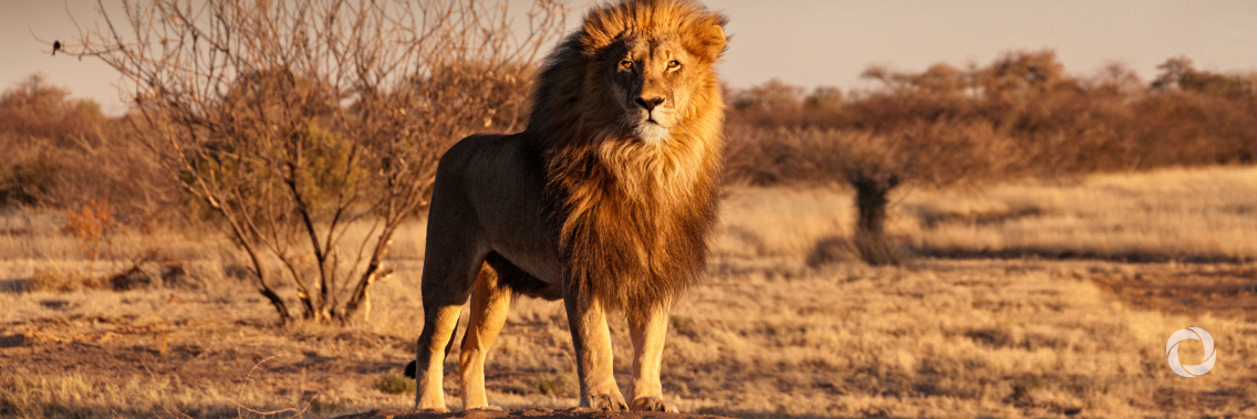 The Lion’s Share provides lifeline to wildlife tourism communities, as COVID-19 jeopardizes conservation worldwide