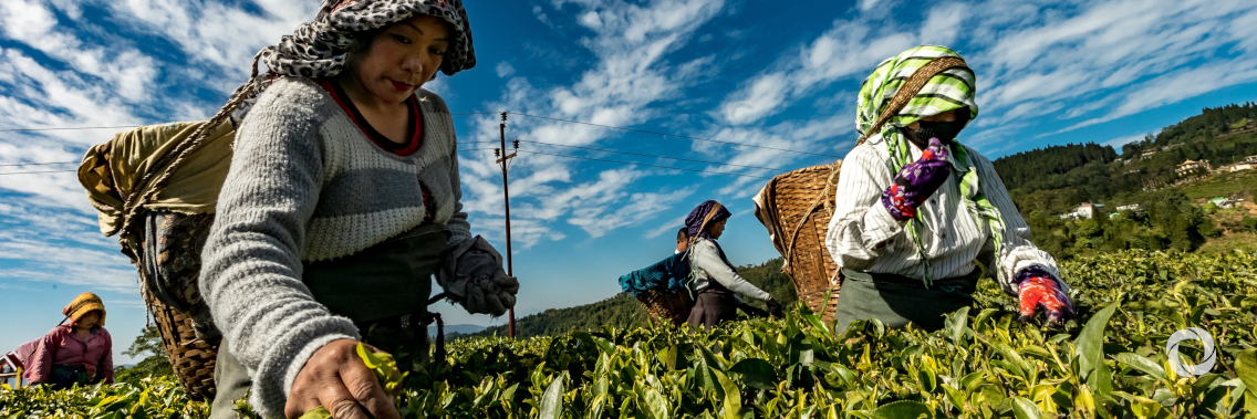 FAO welcomes $3 million contribution from Germany and Sweden to help farmers fight the impact of climate change FAO welcomes $3 million contribution from Germany and Sweden to help farmers fight the impact of climate change