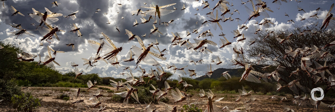Japan supports WFP in addressing impact of locust outbreak in eastern Sudan Japan supports WFP in addressing impact of locust outbreak in eastern Sudan