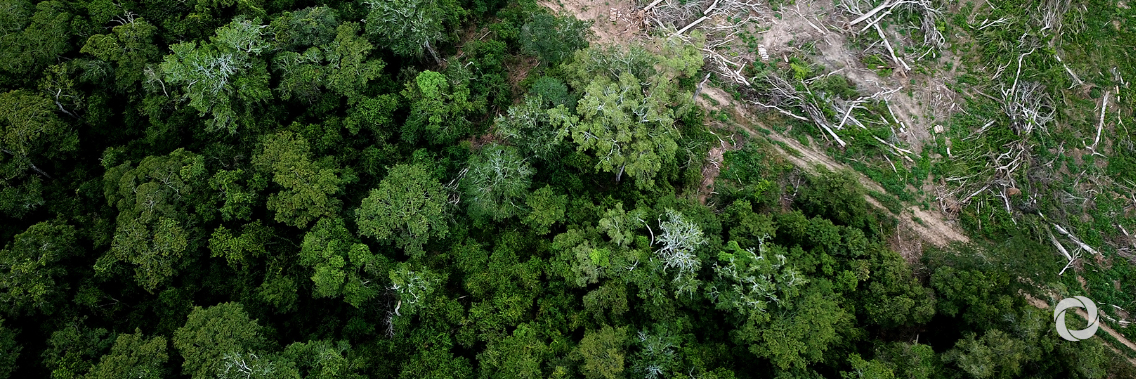 FAO Director-General calls for transformational change in the way we manage our forests and food systems that depend on them FAO Director-General calls for transformational change in the way we manage our forests and food systems that depend on them