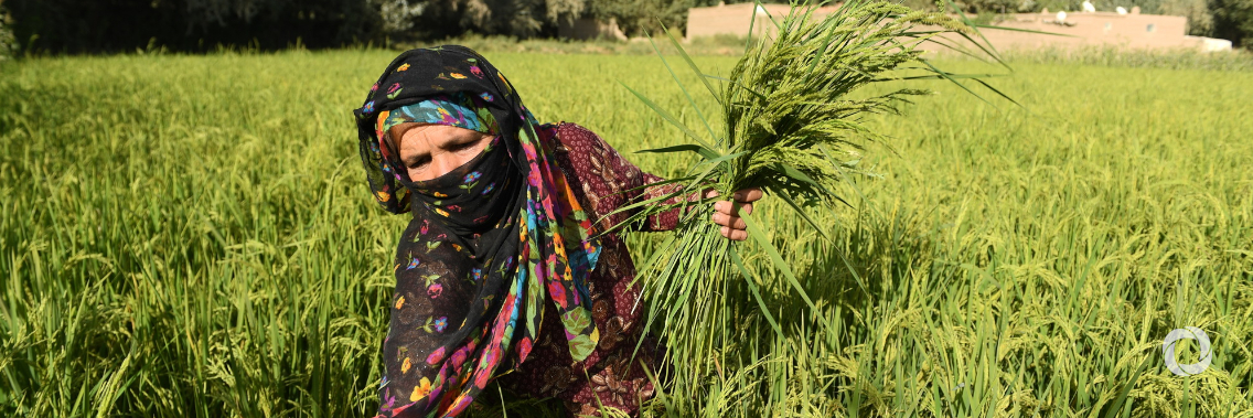 ADB provides additional financing to enhance agricultural productivity in Afghanistan ADB provides additional financing to enhance agricultural productivity in Afghanistan