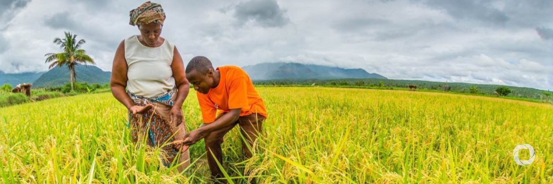 IFAD and FAO join forces to support family farming in the Near East and North Africa IFAD and FAO join forces to support family farming in the Near East and North Africa