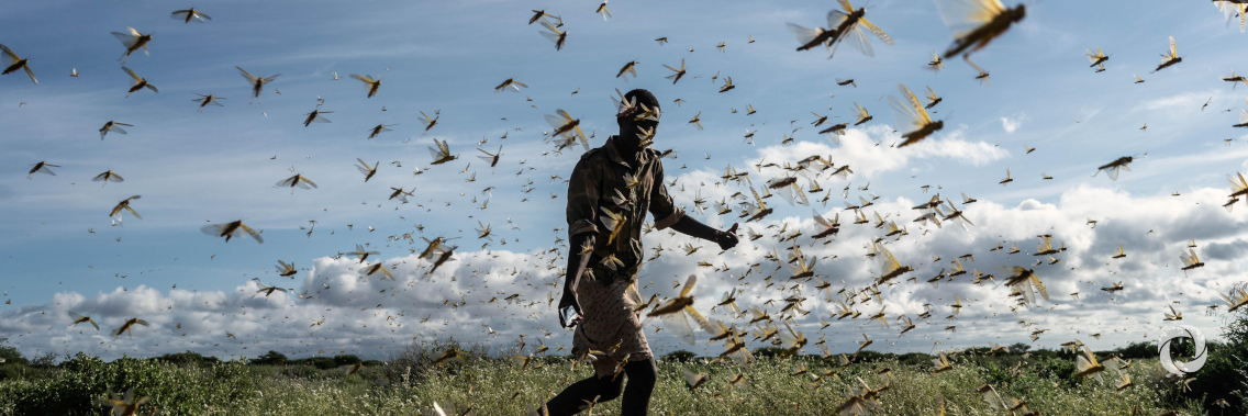 SADC launches Regional Appeal to combat outbreak of African Migratory Locust SADC launches Regional Appeal to combat outbreak of African Migratory Locust