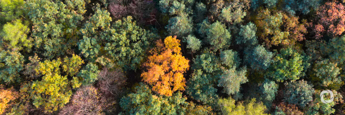 Countries commit to restore global land area the size of China Countries commit to restore global land area the size of China